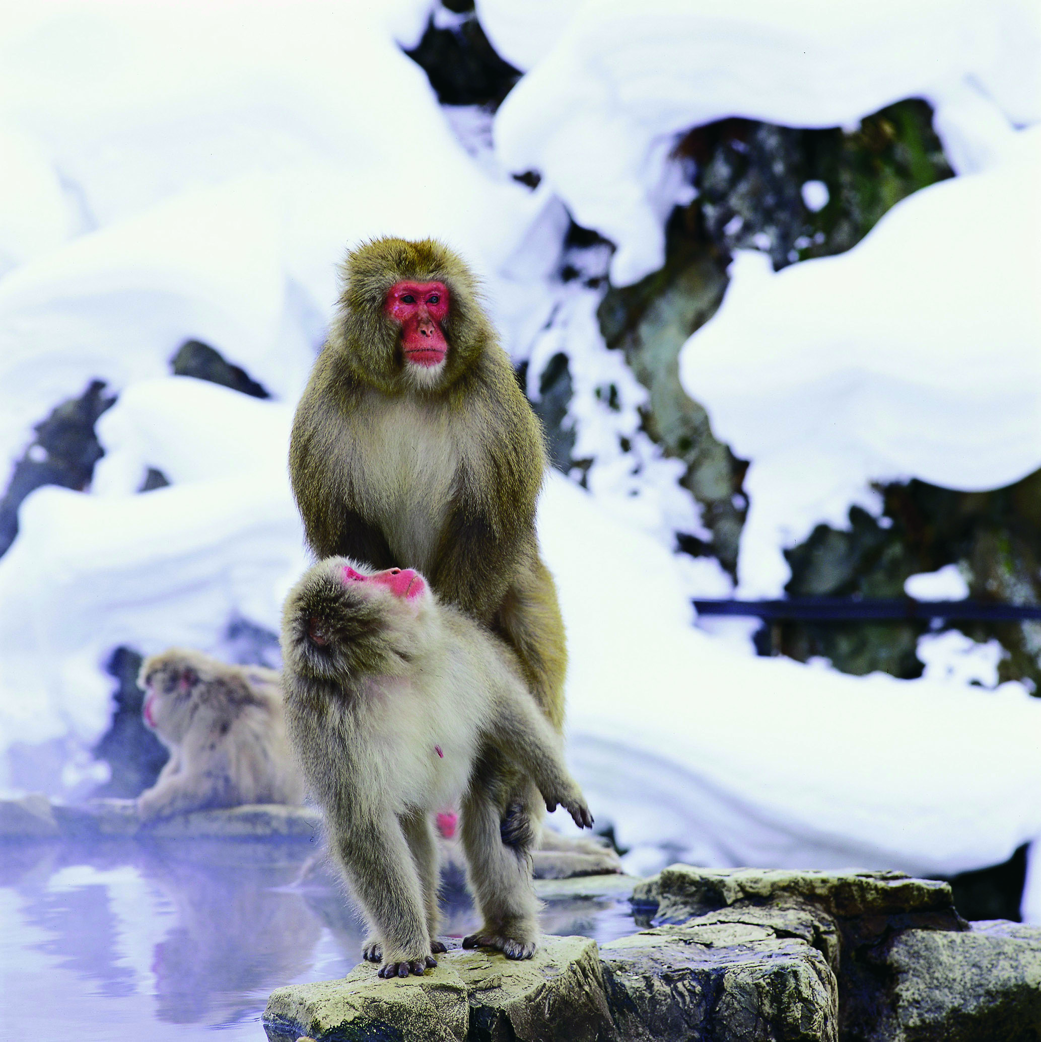 溫泉魅力甚至猴子也難擋 ©徐雄/CTPphoto